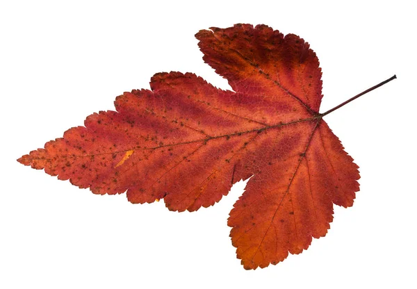 Autumn leaf of viburnum tree isolated on white — Stock Photo, Image
