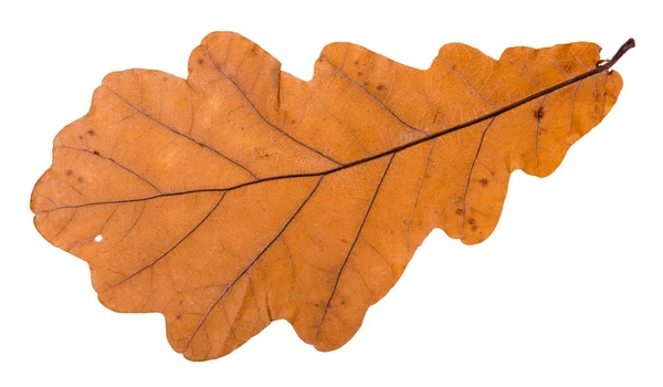 Folha de outono de carvalho isolado em branco — Fotografia de Stock