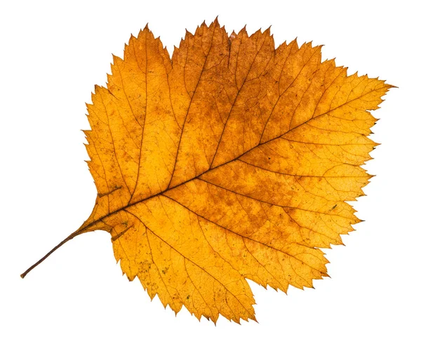 Yellow autumn leaf of hawthorn tree isolated — Stock Photo, Image