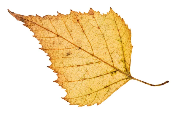 Tylnej stronie spadł liść brzozy na białym tle — Zdjęcie stockowe
