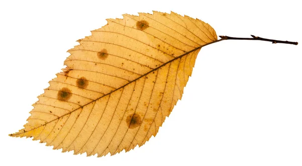 Back side of rotten autumn leaf of elm tree — Stock Photo, Image