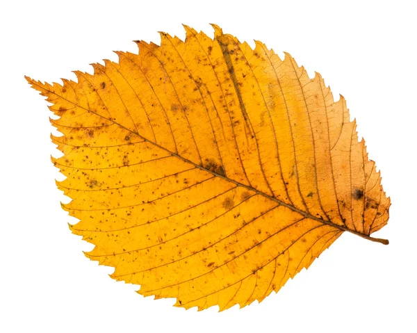 Parte de trás da folha caída amarela do olmo — Fotografia de Stock