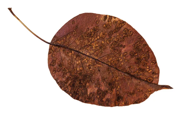 Back side of decayed autumn leaf of pear tree — Stock Photo, Image