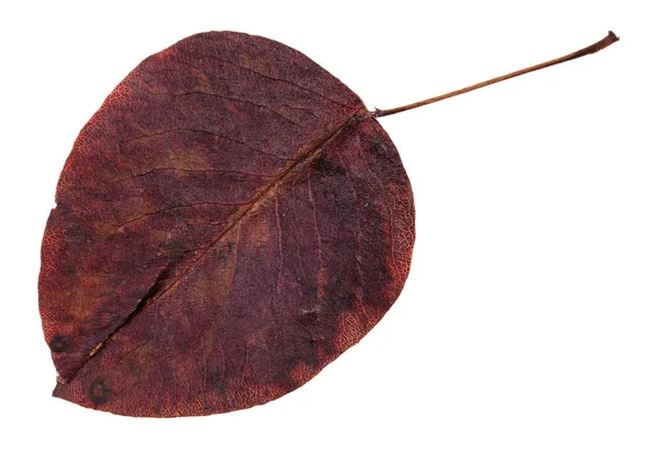 Zgniłe jesień liść na białym tle grusza — Zdjęcie stockowe