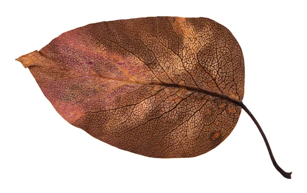 Parte de trás da folha de outono decadente de árvore de maçã — Fotografia de Stock