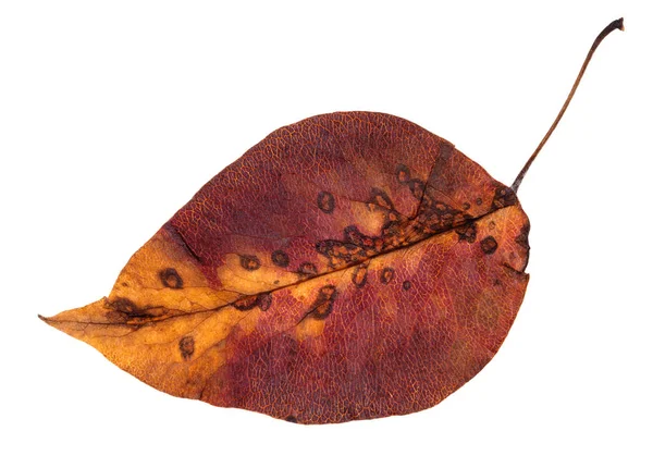 Colorful rotten autumn leaf of apple tree isolated — Stock Photo, Image