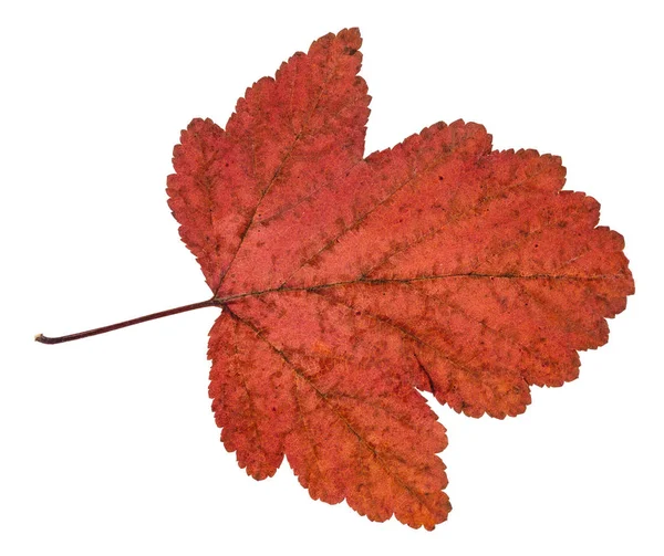 Dried leaf of viburnum tree isolated on white — Stock Photo, Image