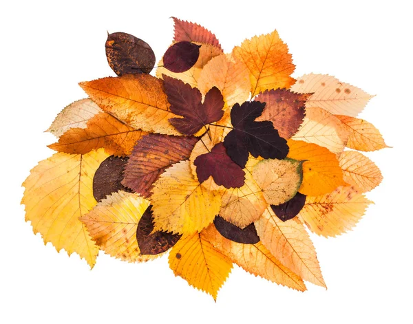 Heap of various autumn fallen leaves isolated — Stock Photo, Image