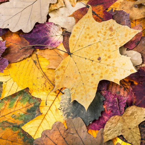 Autumn background from pied fallen leaves — Stock Photo, Image