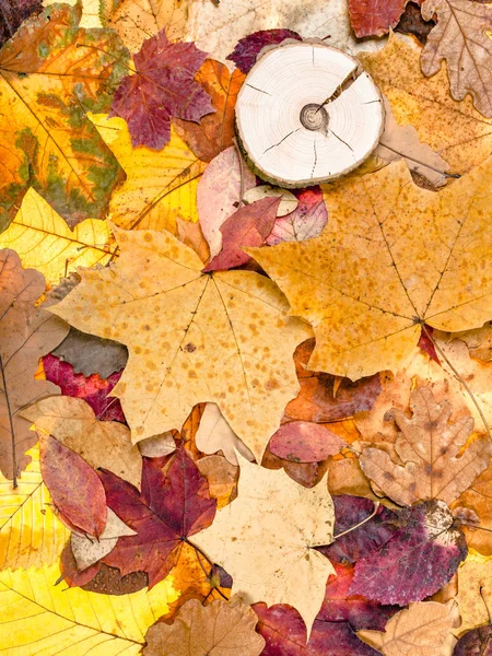 Various fallen autumn leaves and sawed wood — Stock Photo, Image