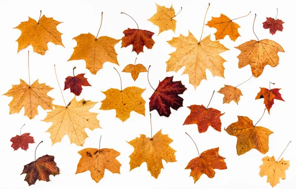 Ornamento de hojas de arce de otoño en blanco —  Fotos de Stock