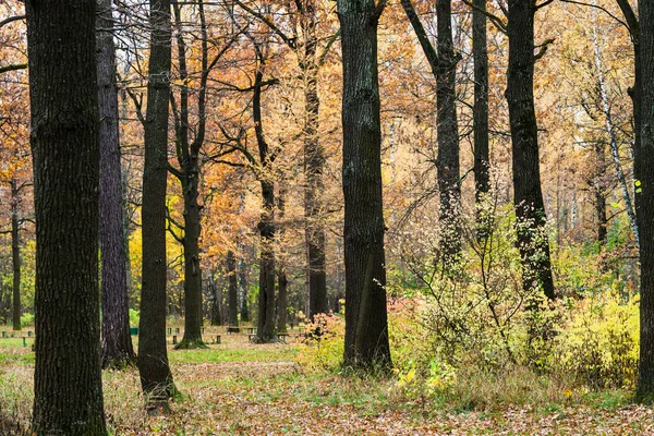 Weg zwischen Bäumen im Stadtpark im Herbst — Stockfoto