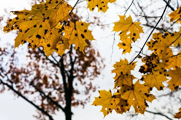 Gelbe Ahornblätter im Wald am Herbstabend — Stockfoto