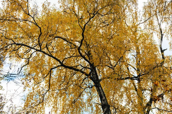 Blick von unten auf Birken mit gelben Blättern im Herbst — Stockfoto