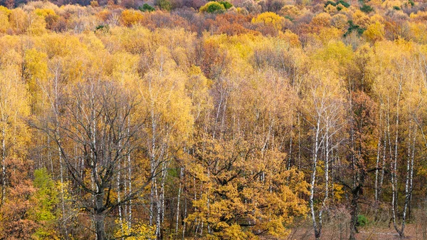 Powyżej widok na żółtym lesie, w parku miejskim w jesieni — Zdjęcie stockowe