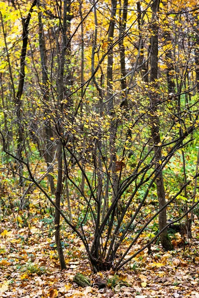 Bush with yellow leaves in urban park in autumn — Stock Photo, Image
