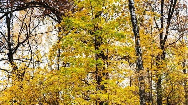 秋季桦木、栎树和枫叶 — 图库照片