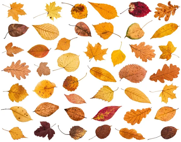 Collage de varias hojas caídas de otoño secas —  Fotos de Stock