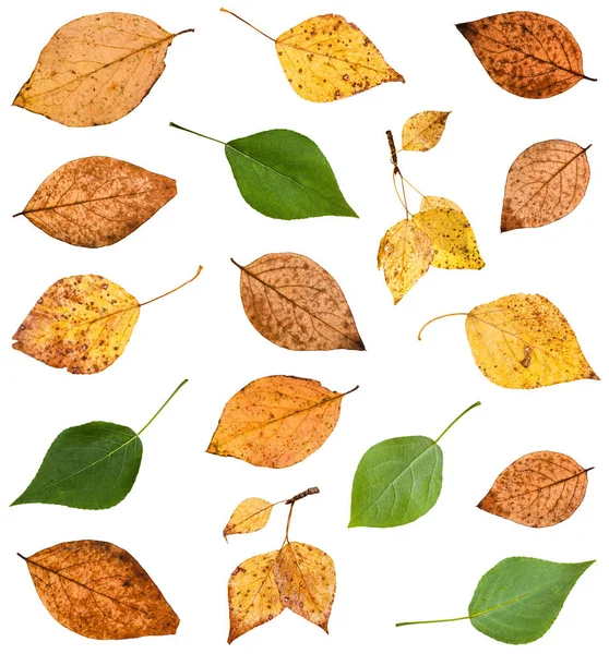 Zestaw różnych liści drzew topoli na białym tle — Zdjęcie stockowe