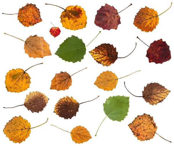 Serie di varie foglie di pioppo tremulo isolato — Foto Stock