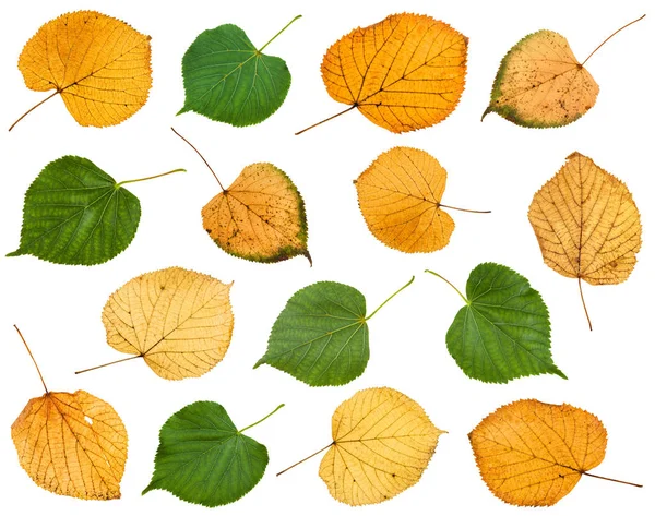 Zestaw różnych liści lipy na białym tle — Zdjęcie stockowe