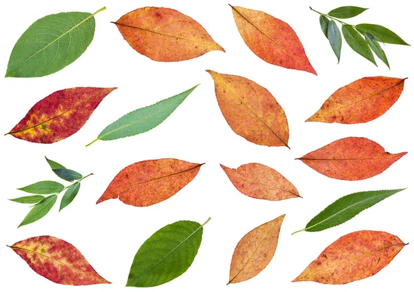Reihe von verschiedenen Blättern von Weiden isoliert — Stockfoto