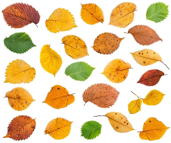 Set di varie foglie di olmo isolato — Foto Stock