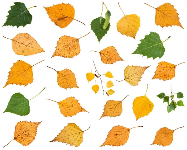 Zestaw różnych liści brzozy, na białym tle — Zdjęcie stockowe