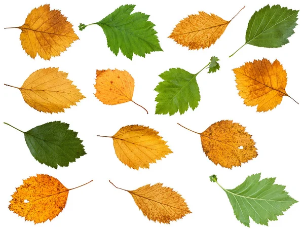 Zestaw różnych liści głogu drzew na białym tle — Zdjęcie stockowe