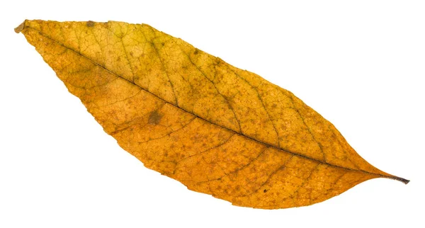 Oude gevallen Herfstblad van ash tree geïsoleerd — Stockfoto