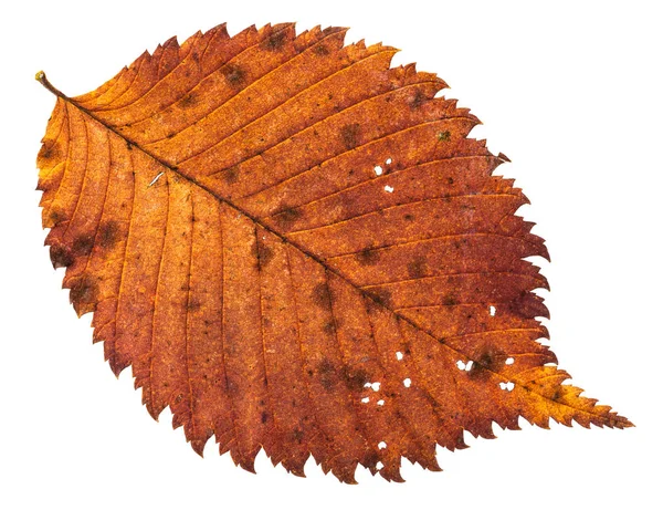 Autumn decayed holey leaf of elm tree isolated — Stock Photo, Image