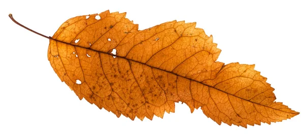 애쉬 트리 흰색 절연의 깨진된 잎 — 스톡 사진