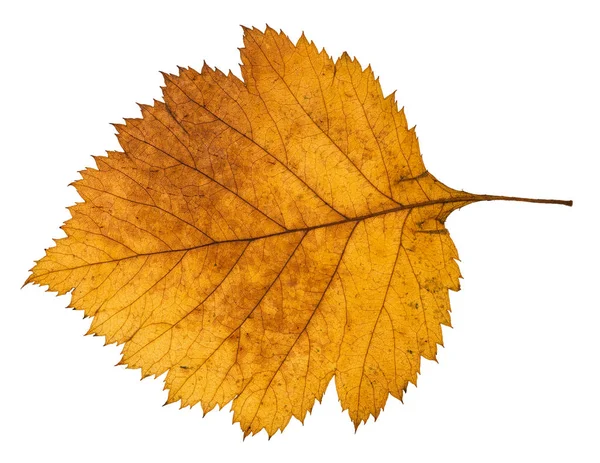 Back side of yellow autumn leaf of hawthorn tree — Stock Photo, Image