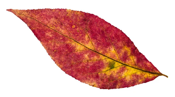 Achterzijde van bonte Herfstblad van willow tree — Stockfoto