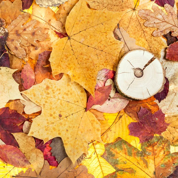 Diverse foglie autunnali cadute e legno segato — Foto Stock
