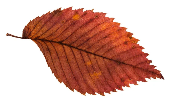 Rotte gedroogde rode blad van IEP geïsoleerd — Stockfoto
