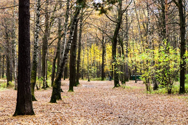 Cesta s spadané listí v městském parku na podzim — Stock fotografie