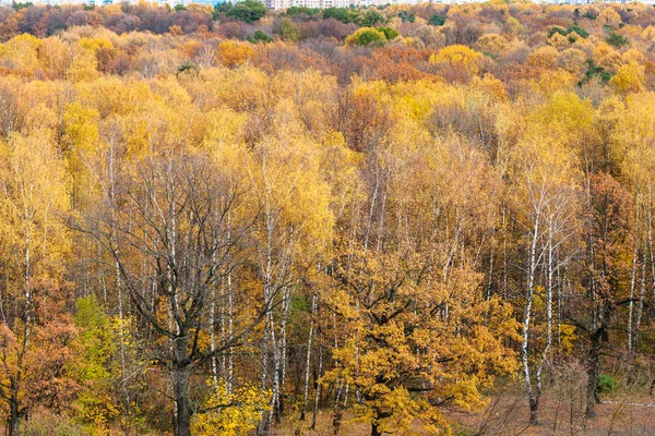 Powyżej widok na leśnej polanie w parku miejskim w jesieni — Zdjęcie stockowe