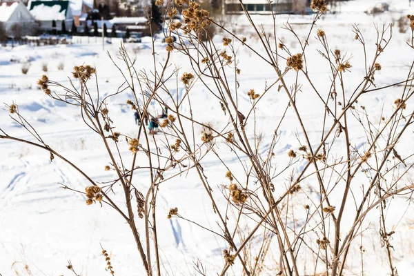 Sušené bodlák na zamrzlé řeky v destinaci Suzdal — Stock fotografie