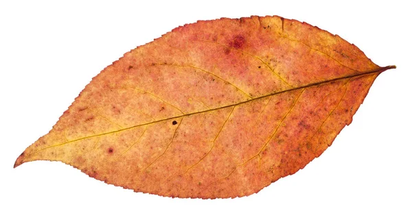 흰색 절연 버드 나무의가 잎 — 스톡 사진