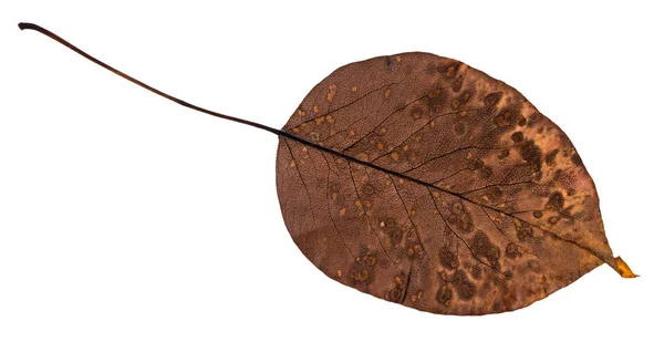 梨の木の腐った乾燥葉の裏面 — ストック写真