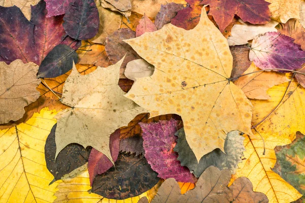 Herfst achtergrond van meerkleurige gevallen bladeren — Stockfoto