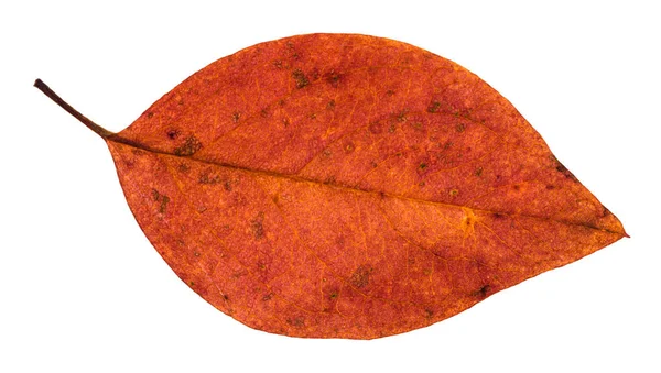 Hoja roja caída de manzano aislado — Foto de Stock