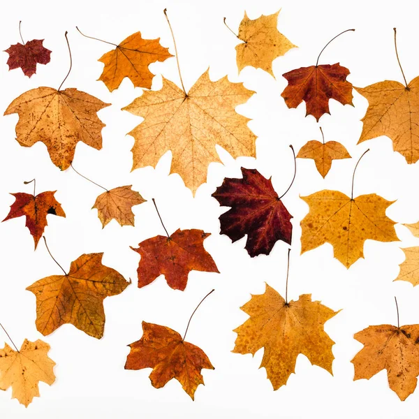 Collage de hojas de arce otoño sobre blanco —  Fotos de Stock