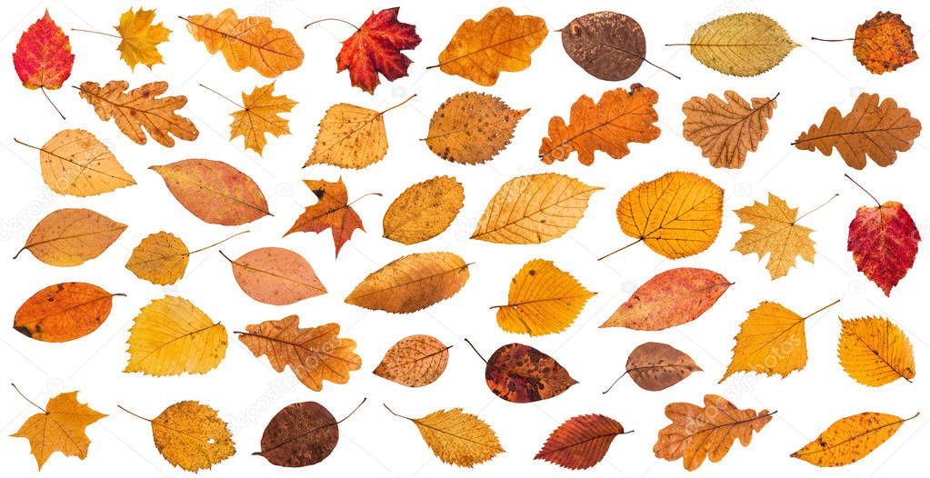 lot of various dried autumn fallen leaves isolated