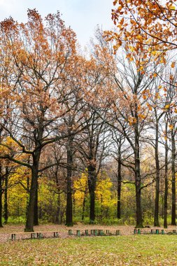 meşe ağaçları sonbaharda kent park Çayır yakınındaki