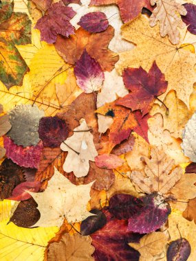 sonbahar kökenli çeşitli çok renkli yaprakları