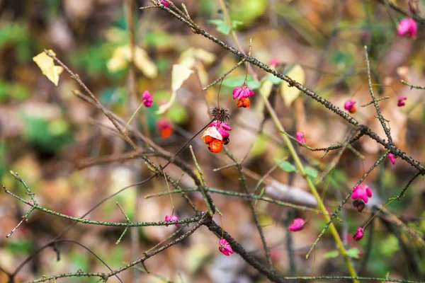 Giftige reife Früchte am Zweig des Euonymusstrauches — Stockfoto