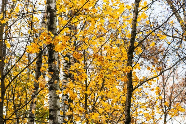 Birken und gelbe Ahornblätter im Herbst — Stockfoto