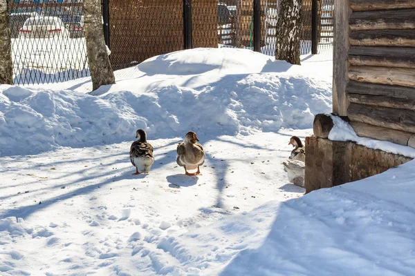 ducks on snow-covered yard in Suzdal town